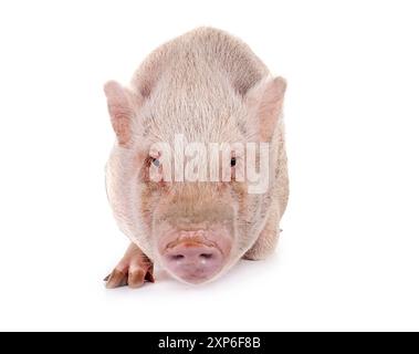 Rosafarbenes Miniaturschwein vor weißem Hintergrund Stockfoto