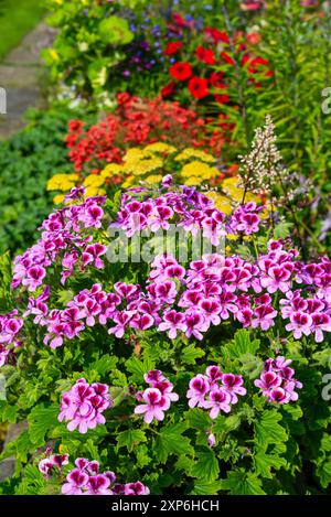 Pelargonium „Orange Fizz“, eine duftende Geranie mit rosa Blüten im Sommer. Stockfoto