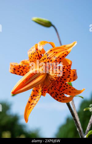 Lilium Lancifolium Flore pleno mit exotisch aussehenden doppelten orangen Blüten mit dunklen Flecken auf den Blütenblättern. Stockfoto