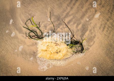 Ein Sommer-Nahaufnahme-HDR-Bild von Meeresschaum und Meeresalgen, Himanthalia elongata, das am Strand in den Äußeren Hebriden in Schottland verflochten ist. 30. Juli 2024 Stockfoto