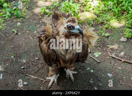 Der Aegypius monachus, auch bekannt als Schwarzgeier, Mönchsgeier und Eurasischer Schwarzgeier, der im Wald jagt Stockfoto