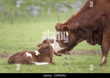 Simmentale Kuh berührt das Gesicht mit ihrem neugeborenen Kalb. Cornwall Park. Auckland. Stockfoto