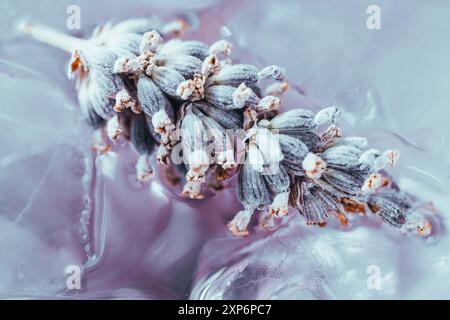 Lavendelblume auf Eis, Nahaufnahme Stockfoto