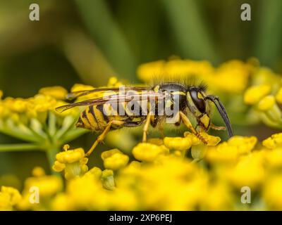 Nahaufnahme einer Wespe, die auf einer wilden gelben Blume sitzt Stockfoto