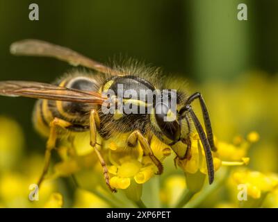 Nahaufnahme einer Wespe, die auf einer wilden gelben Blume sitzt Stockfoto