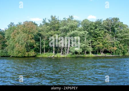 Grüne Baumkrone am Ufer eines Berliner Sees im Sommer. Stockfoto