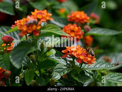 Köln, Deutschland. August 2024. Eine Biene sucht im Rheinpark nach Nektar. Meteorologen prognostizieren für die kommende Woche eine Mischung aus Regen, Sonne und Wolken. Quelle: Roberto Pfeil/dpa/Alamy Live News Stockfoto