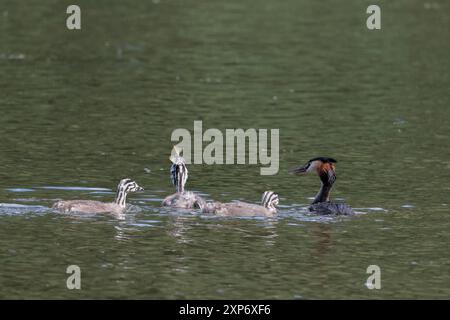 Podiceps christatus, adulte rufus orange Rüsche und Wappen auf dunkler Kappe Jungtiere grau weiß und schwarz Streifen ein Jungtier mit Fisch Stockfoto