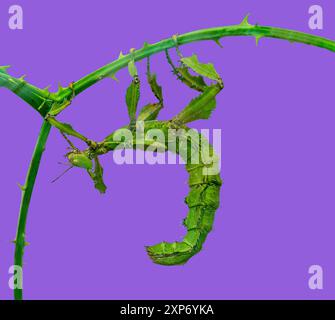 Riesenstachelstäbchen (Extatosoma tiaratum), auch bekannt als australischer Wanderstock Stockfoto