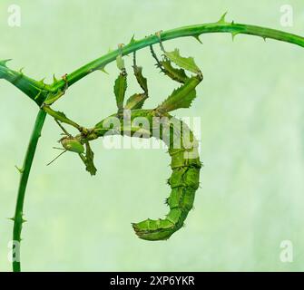 Riesenstachelstäbchen (Extatosoma tiaratum), auch bekannt als australischer Wanderstock Stockfoto