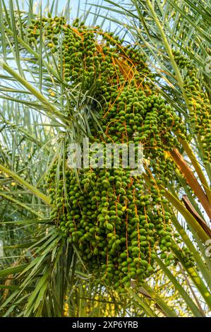 Grüne, unreife Datteln Fruchtgruppen auf Dattelpalme Nahaufnahme. Stockfoto