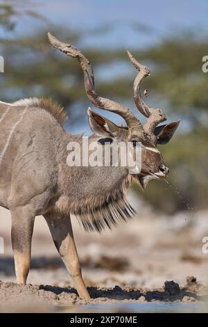 Männlicher Großkudu (Tragelaphus strepsiceros) mit seinen mit Schlamm bedeckten Hörnern an einem Wasserloch im Onguma Nature Reserve am Rande des Etosha National Park Stockfoto