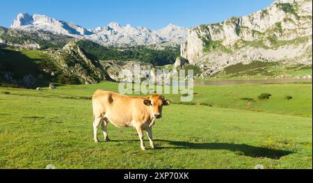 Kuh der asturischen Bergherrasse sitzt auf einem Rasen in einem Nationalpark Stockfoto