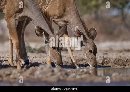 Weibliche Großkudu (Tragelaphus strepsiceros) trinken in einem Wasserloch im Onguma Nature Reserve am Rande des Etosha National Park, Namibia. Stockfoto