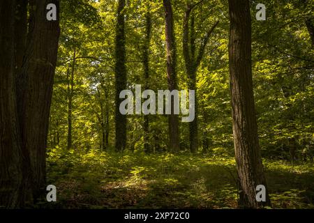 Moody und magischer Wald mit erstaunlicher Atmosphäre mit frischem Grün unter den Blättern im Süden Böhmens. Stockfoto