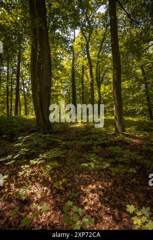 Moody und magischer Wald mit erstaunlicher Atmosphäre mit frischem Grün unter den Blättern im Süden Böhmens. Stockfoto