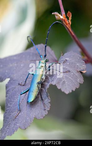 Grüner Moschuskäfer, lateinisch Aromia moschata, sitzt auf dem Blatt eines Teufelsbusches Stockfoto