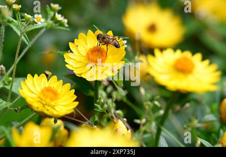 Köln, Deutschland. August 2024. Eine Biene sucht im Rheinpark nach Nektar. Rheinpark. Meteorologen prognostizieren für die kommende Woche eine Mischung aus Regen, Sonne und Wolken. Quelle: Roberto Pfeil/dpa/Alamy Live News Stockfoto