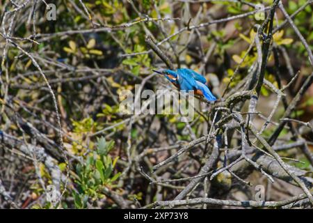 Eisvogel im Flug mit den Bäumen und Ästen im Hintergrund. Wunderschöner blauer Vogel! Stockfoto