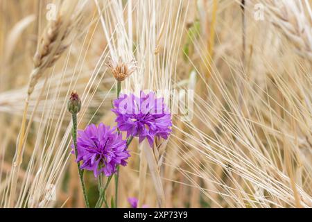 Kornblumen zwischen den Ohren des Roggens. Unkraut auf dem Feld. Nahaufnahme. Stockfoto