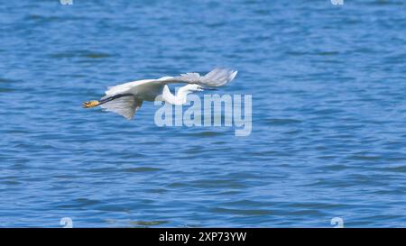 Kleiner Reiher im Flug entlang der Küste eines Sees. Im schlammigen Wasser des Seeufers nach Insekten suchen. Stockfoto