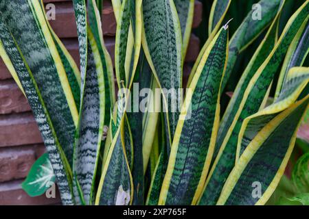 sansevieria trifasciata oder Schlangenpflanze, die in Topfpflanzen wächst Stockfoto