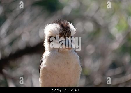 Australien, Carina, Brisbane, ein junger Kookaburra-Vogel blickt vor die Kamera und fliegt die Federn mit dem unverwechselbaren braunen Streifen aus Kronenfedern Stockfoto