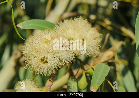 Bienen bestäuben gelbe Blüten der seltenen Desmond Mallee, Eucalyptus desmondensis, Stockfoto