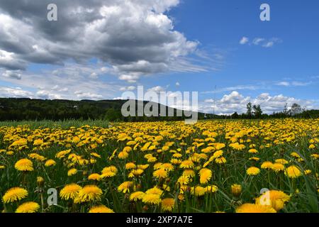 Ein Löwenzahnfeld in Blüte, Québec, Kanada Stockfoto