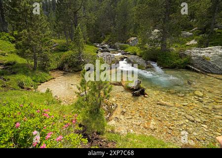 Der Fluss Riu de Monestero im Nationalpark Aigüestortes i Estany de Sant Maurici, Katalonien, Spanien, Europa | Riu de Monestero in Aigüestorte Stockfoto