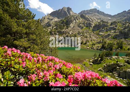 Blühende Azalee am Gletschersee Estany de les Obagues de Ratera oder Lagunas Llosas im Nationalpark Aigüestortes i Estany de Sant Maurici, Katalonien, Stockfoto