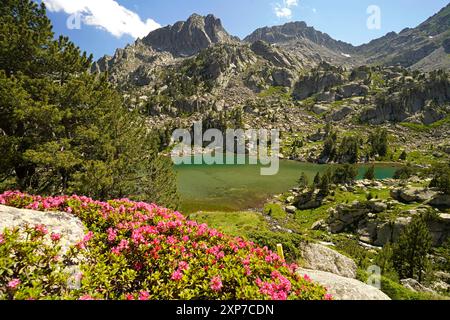 Blühende Azalee am Gletschersee Estany de les Obagues de Ratera oder Lagunas Llosas im Nationalpark Aigüestortes i Estany de Sant Maurici, Katalonien, Stockfoto