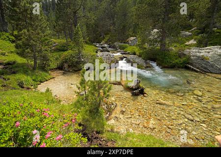 Riu de Monestero der Fluss Riu de Monestero im Nationalpark Aigüestortes i Estany de Sant Maurici, Katalonien, Spanien, Europa Riu de Monestero Stockfoto