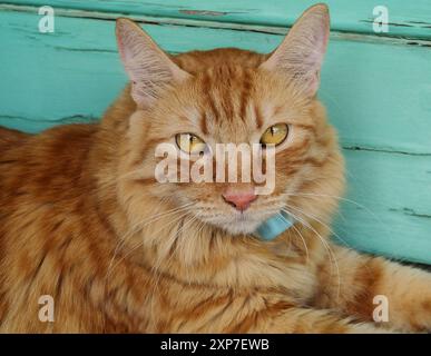 Porträt der schönen Ingwerkatze im Garten. Rote Katze. Rothaarige Katze. Porträt einer aussehenden Ingwerkatze mit gelben Augen Stockfoto