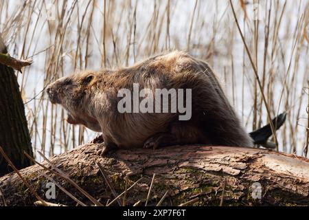 Elbbiber, Europäische Biber, Castor fiber albicus, europäischer Biber Stockfoto