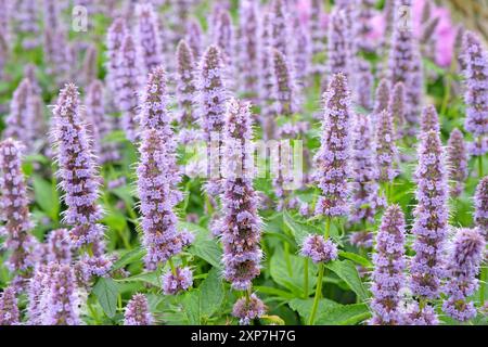 Blassvioletter mexikanischer Riesengysop Agastache „Blue Fortune“ in Blüte. Stockfoto