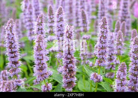 Blassvioletter mexikanischer Riesengysop Agastache „Blue Fortune“ in Blüte. Stockfoto