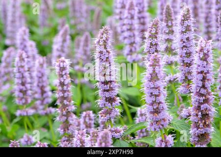 Blassvioletter mexikanischer Riesengysop Agastache „Blue Fortune“ in Blüte. Stockfoto