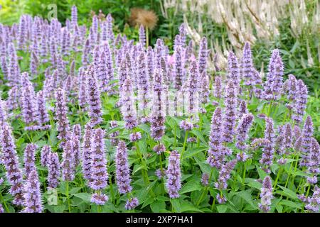 Blassvioletter mexikanischer Riesengysop Agastache „Blue Fortune“ in Blüte. Stockfoto