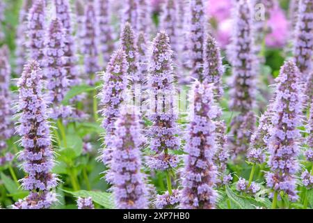 Blassvioletter mexikanischer Riesengysop Agastache „Blue Fortune“ in Blüte. Stockfoto