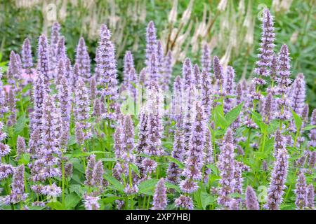 Blassvioletter mexikanischer Riesengysop Agastache „Blue Fortune“ in Blüte. Stockfoto