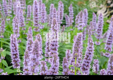 Blassvioletter mexikanischer Riesengysop Agastache „Blue Fortune“ in Blüte. Stockfoto