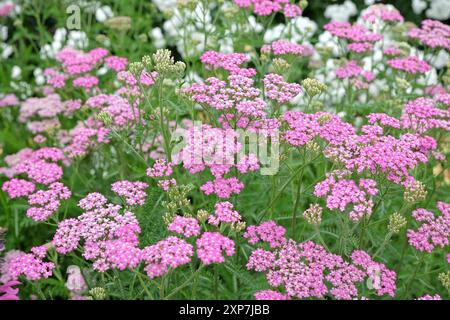 Achillea millefolium, rosafarbene Schafgarbe „Cerise Queen“ in Blüte. Stockfoto