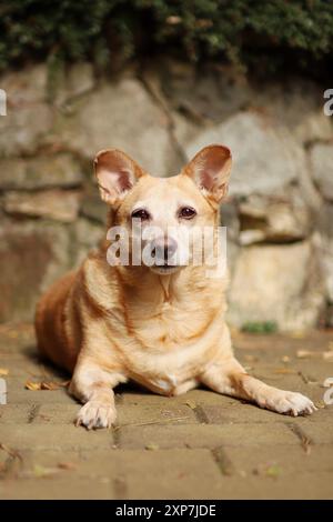 Ein hellbrauner Hund liegt auf Gehwegen mit steinigem Hintergrund. Stockfoto