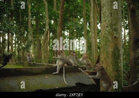 Ein kleiner Makaken der Art Macaca fascicularis spielt zusammen auf einer moosbedeckten Steinstruktur im Regenwald Stockfoto