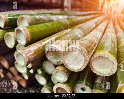 Eine Ansammlung grüner Bambusstangen stapelten sich übereinander in einem Stapel Stockfoto