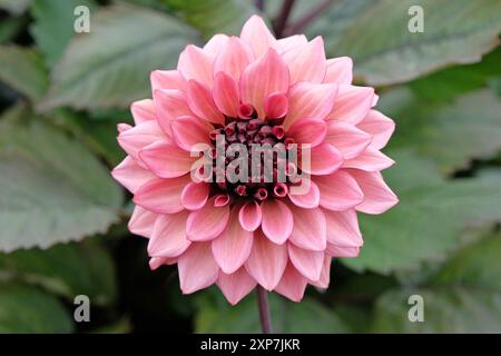 Dunkel rosa dekorative Dahlien „Night Silence“ in Blüte. Stockfoto
