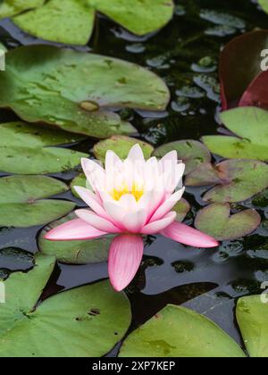 Rosafarbene und weiße Sommerblume der harten Seerose, Nymphaea „Amabilis“ inmitten schwimmender Blätter Stockfoto