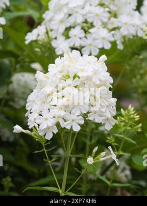 Reinweiße, duftende Blüten im Panicle der harten, sommerblühenden Staude Phlox paniculata „Mount Fuji“ Stockfoto