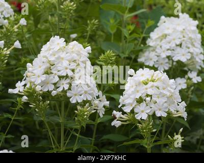 Reinweiße, duftende Blüten im Panicle der harten, sommerblühenden Staude Phlox paniculata „Mount Fuji“ Stockfoto